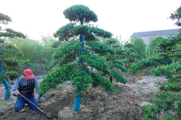 苏州造型罗汉松培育基地 罗汉松造型种植苗圃 罗汉松树苗木批发