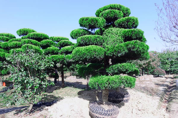 苏州别墅庭院绿化苗木 景观造型树采购基地 私家园林绿化工程
