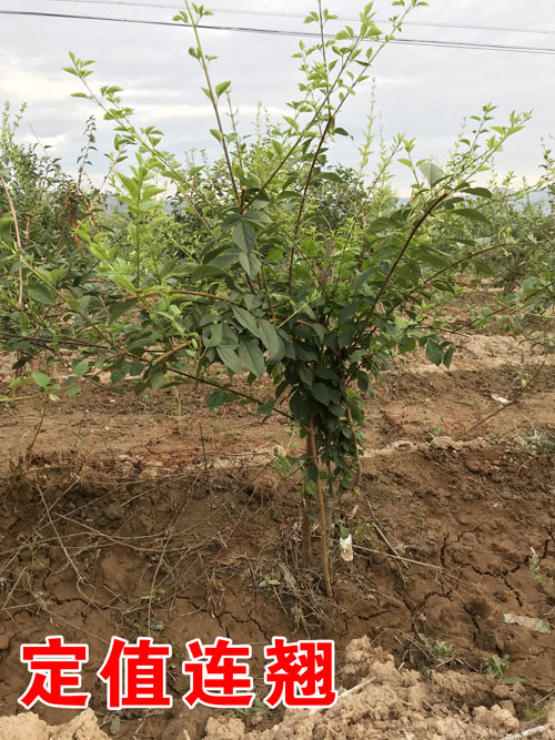 连翘苗基地 山西药用连翘苗产地