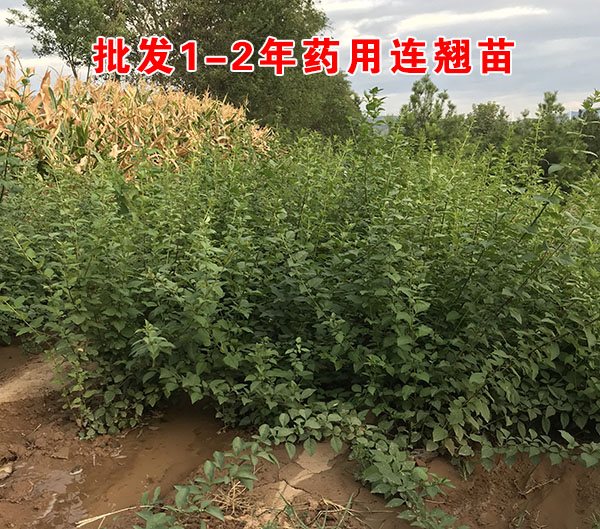 批发连翘苗 中药材药用连翘苗产地