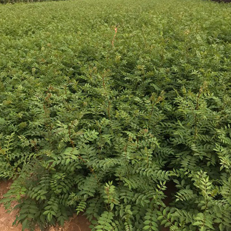 大红袍花椒苗 一年花椒苗价格 正宗大红袍花椒苗