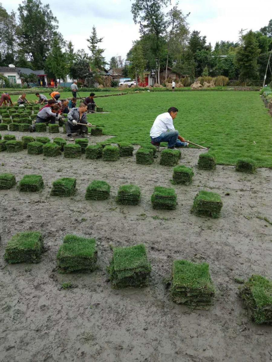 台湾二号基地草坪出售-出售各种草坪