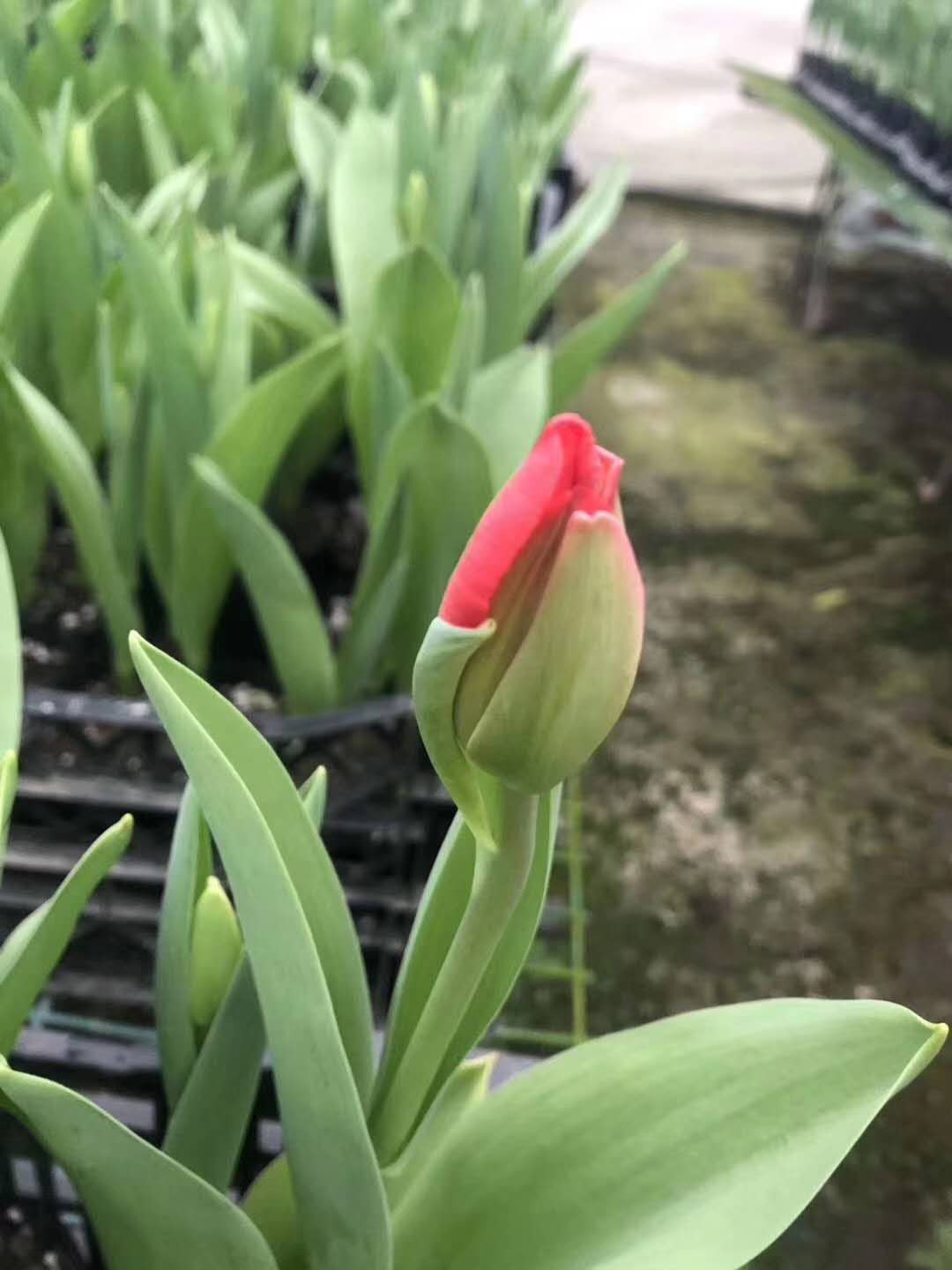 郁金香出售-郁金香高档花卉出售-花卉基地出售各种草花