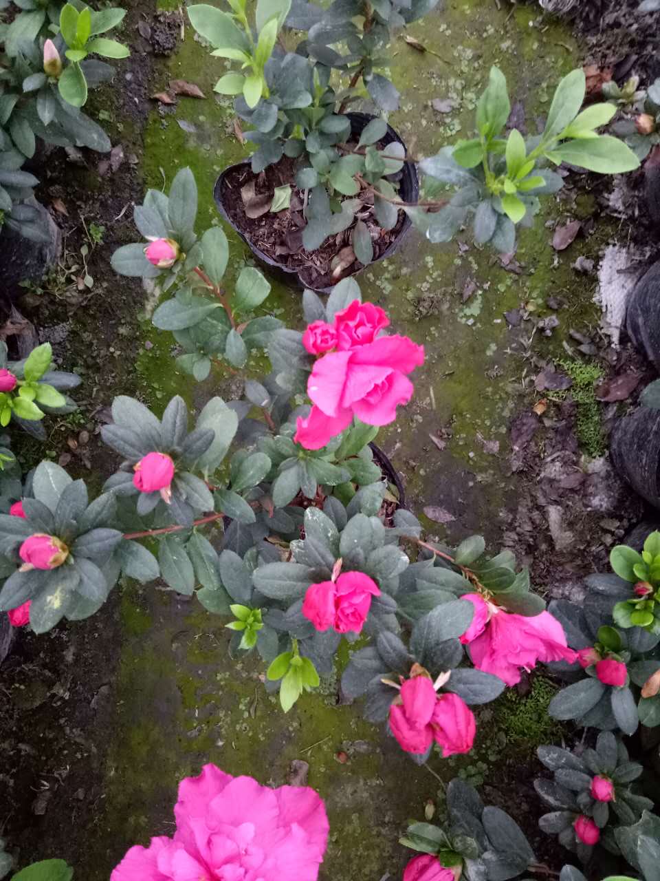 西洋鹃玫红色草花出售-西洋鹃工程苗出售-价格