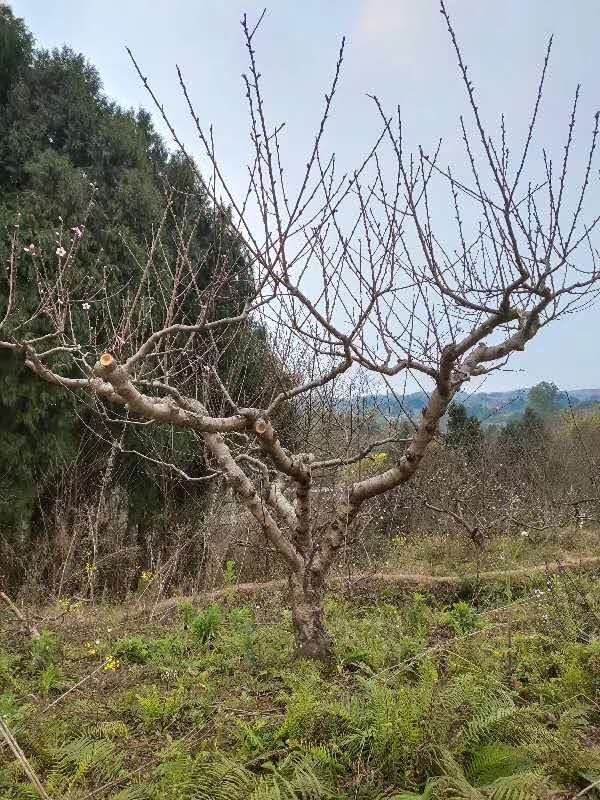 地径15的桃花树精品出售 桃花树销售