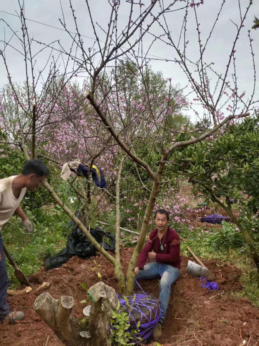 桃花树低分枝15公分绿化苗木出售 桃花树基地销售