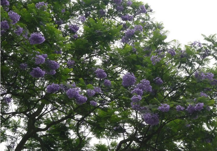 专业供应蓝花楹 三至六公分广西蓝花楹苗价格表 