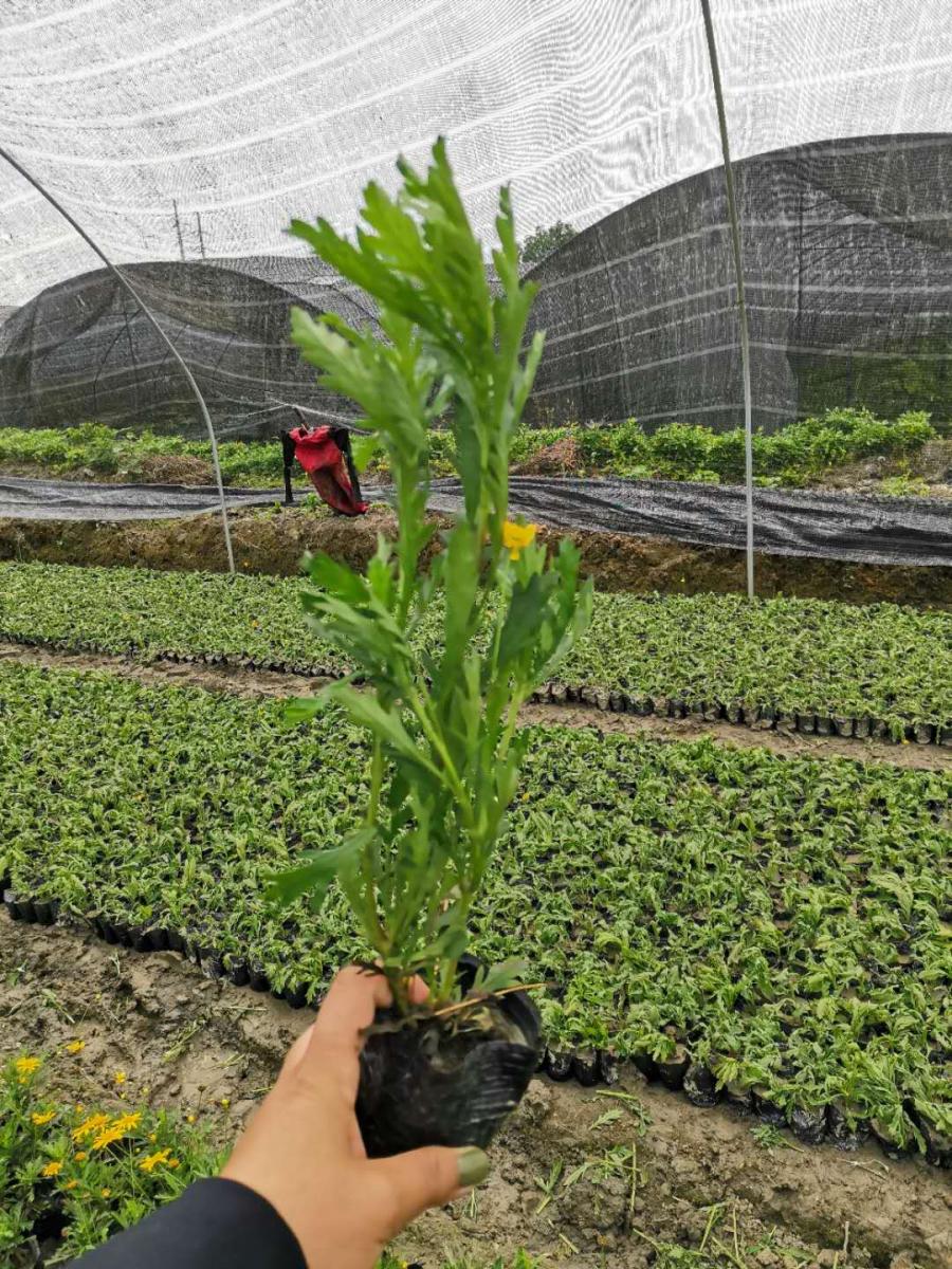 可以供重庆地区的木春菊基地 木春菊价格 木春菊绿化苗