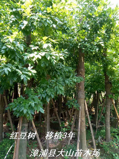 花榈木（鄂西红豆）移植3年容器苗