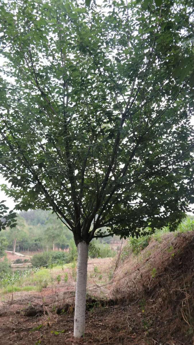 绿化苗木-12-15樱花供应-晚樱基地供应