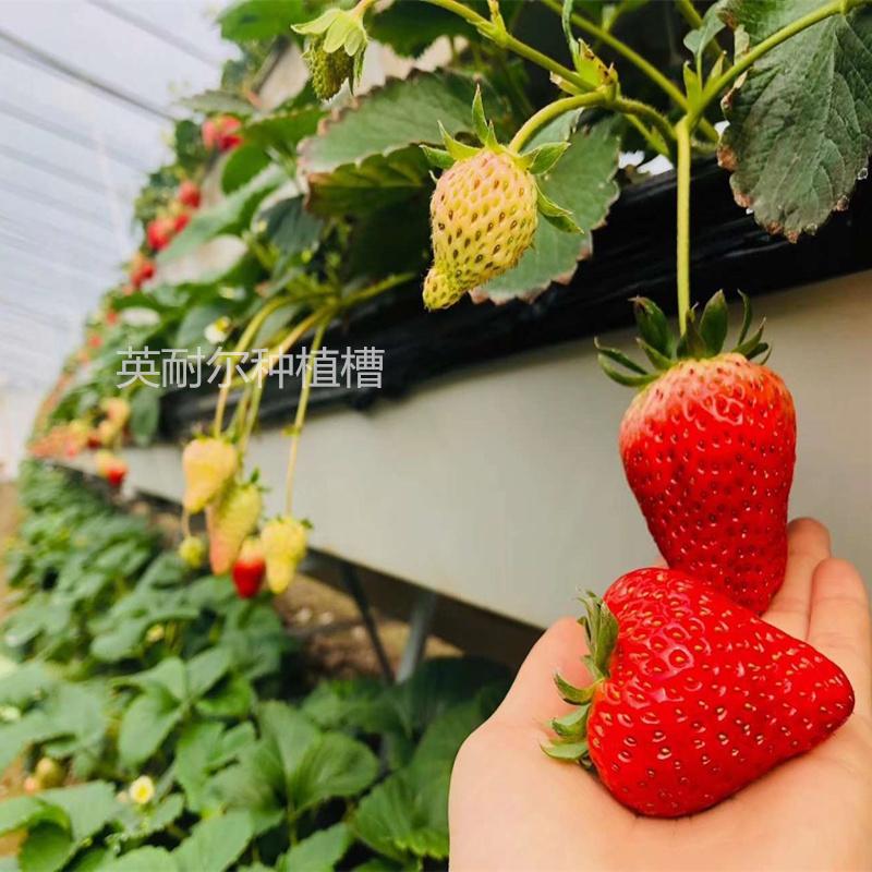 草莓种植槽 草莓立体种植槽 立体栽培架