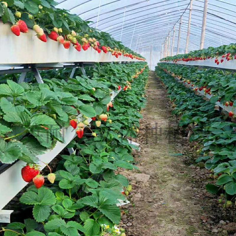 草莓立体种植槽 英耐尔