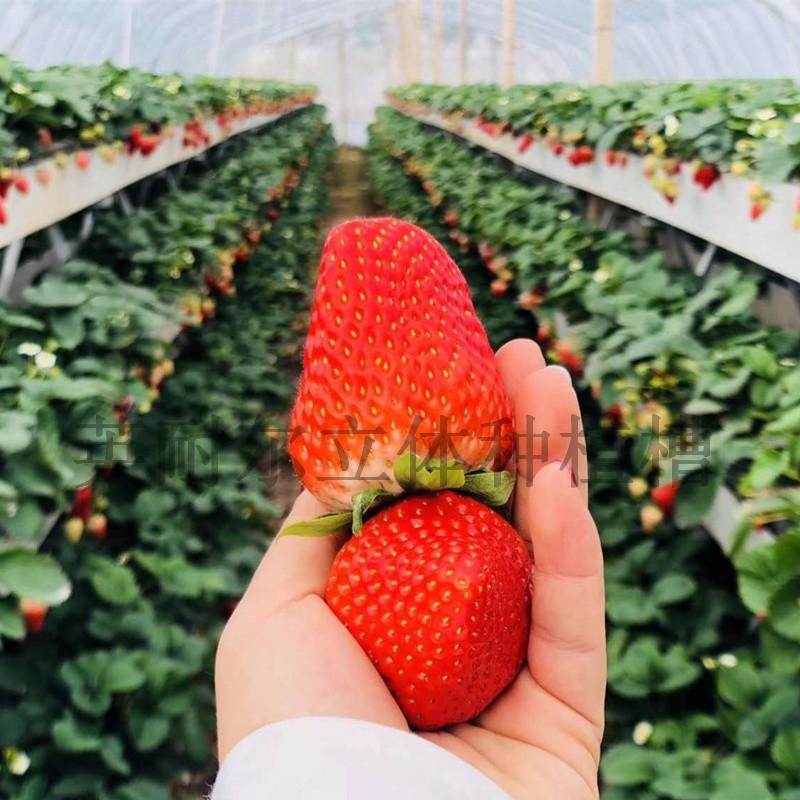 草莓栽培槽 草莓立体栽培槽 番茄种植槽