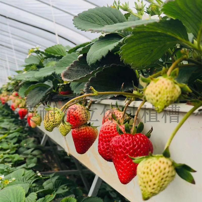 草莓种植槽 立体栽培架 草莓立体种植槽
