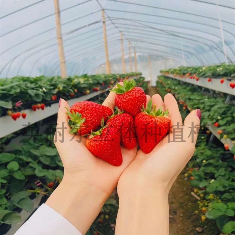 种植槽 草莓种植槽 草莓栽培架