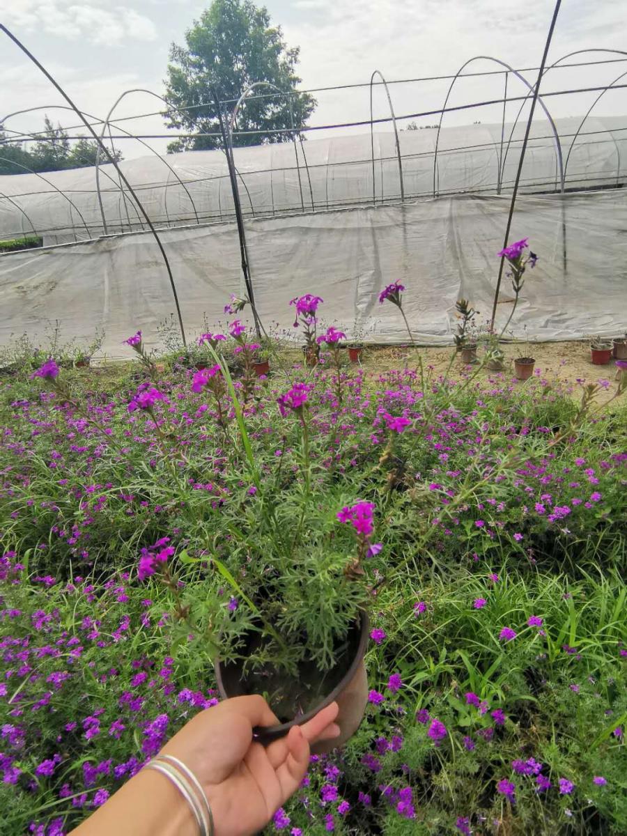 时令草花基地出售美女樱