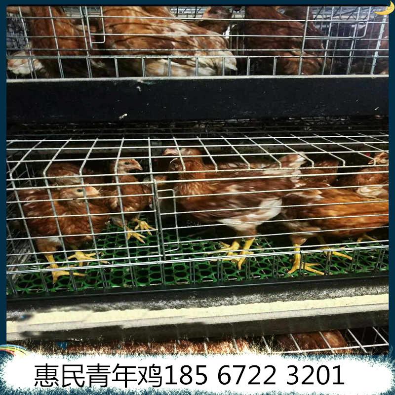 南阳海兰褐青年鸡每只8元 平均体重1.4斤