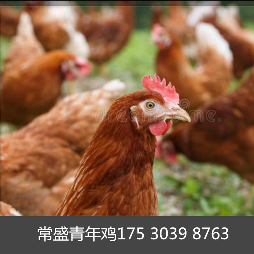 晋中红毛蛋鸡每只鸡吃多少料
