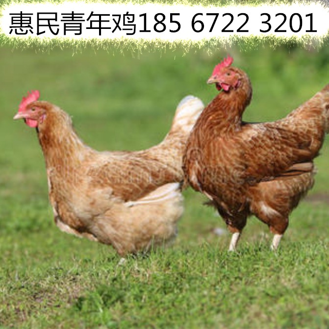 养鸡场亏本急售 60天海兰褐青年鸡每只6元