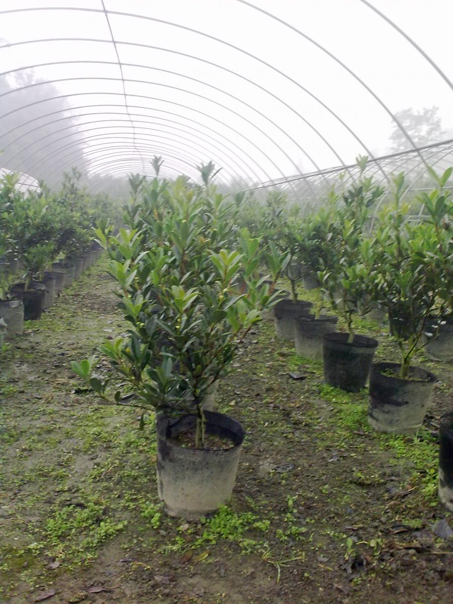 非洲茉莉出售-非洲茉莉绿化苗供应