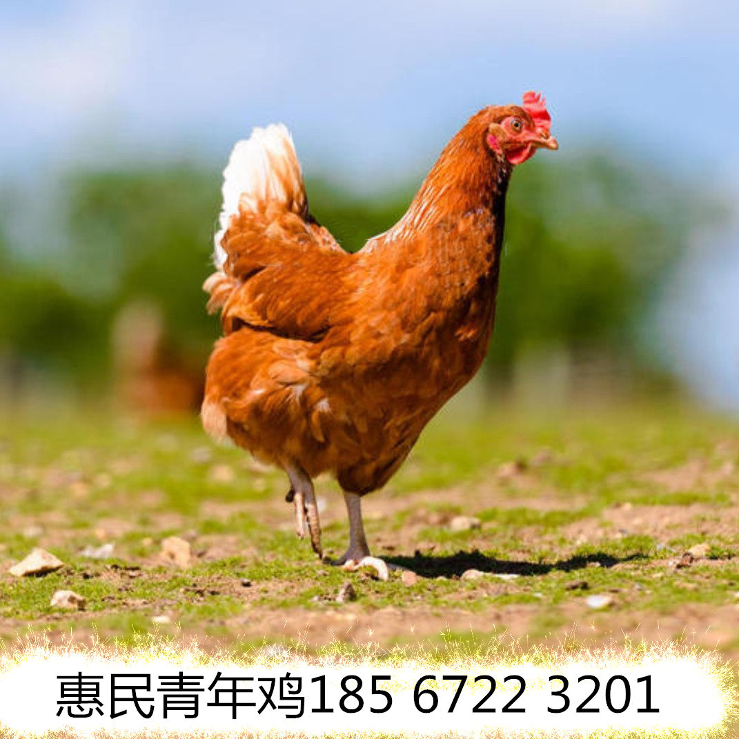 鹤壁市惠民禽业青年鸡夏季放送 80天罗曼褐卖70天价
