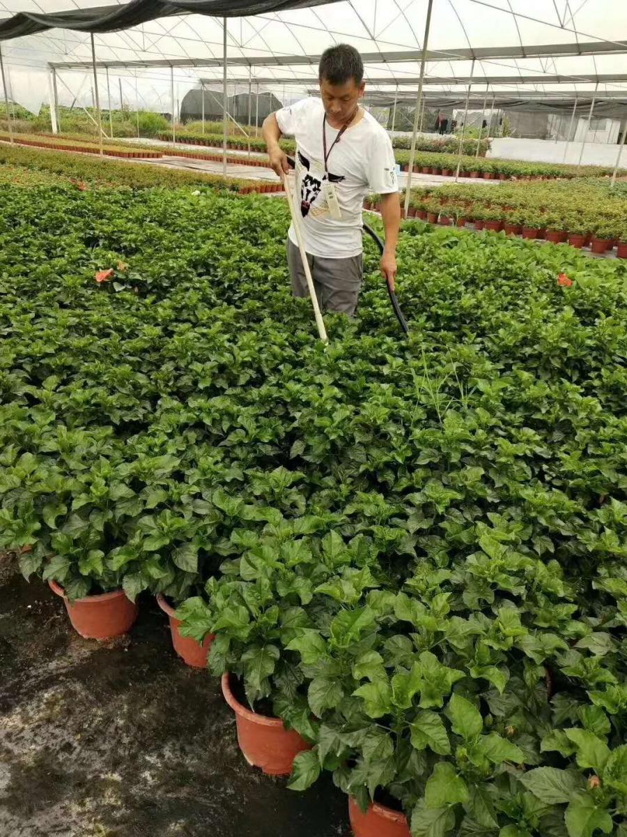 扶桑花杯苗供应-扶桑花小苗供应-扶桑花盆栽苗供应