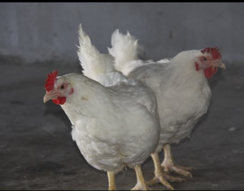 60天海兰灰青年鸡包成活 可发全国