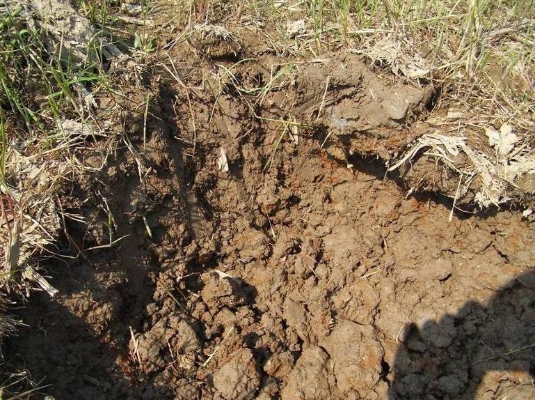 土壤和沉积物中酚类化合物检测