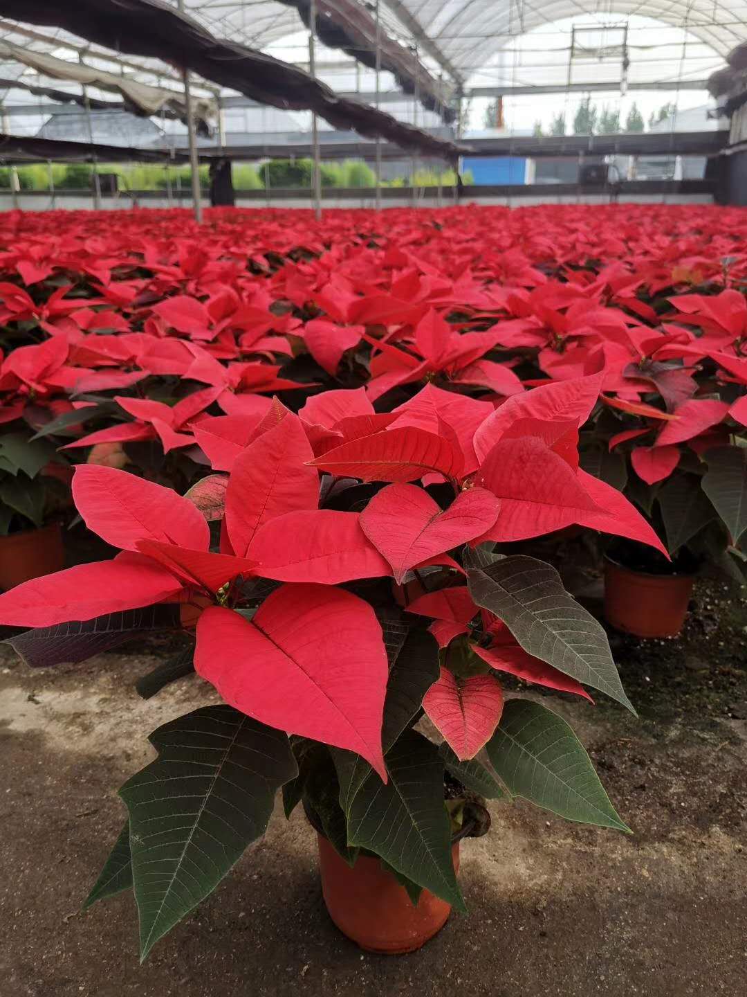 一品红国庆立体花坛摆放植物 一品红盆栽基地 供应一品红