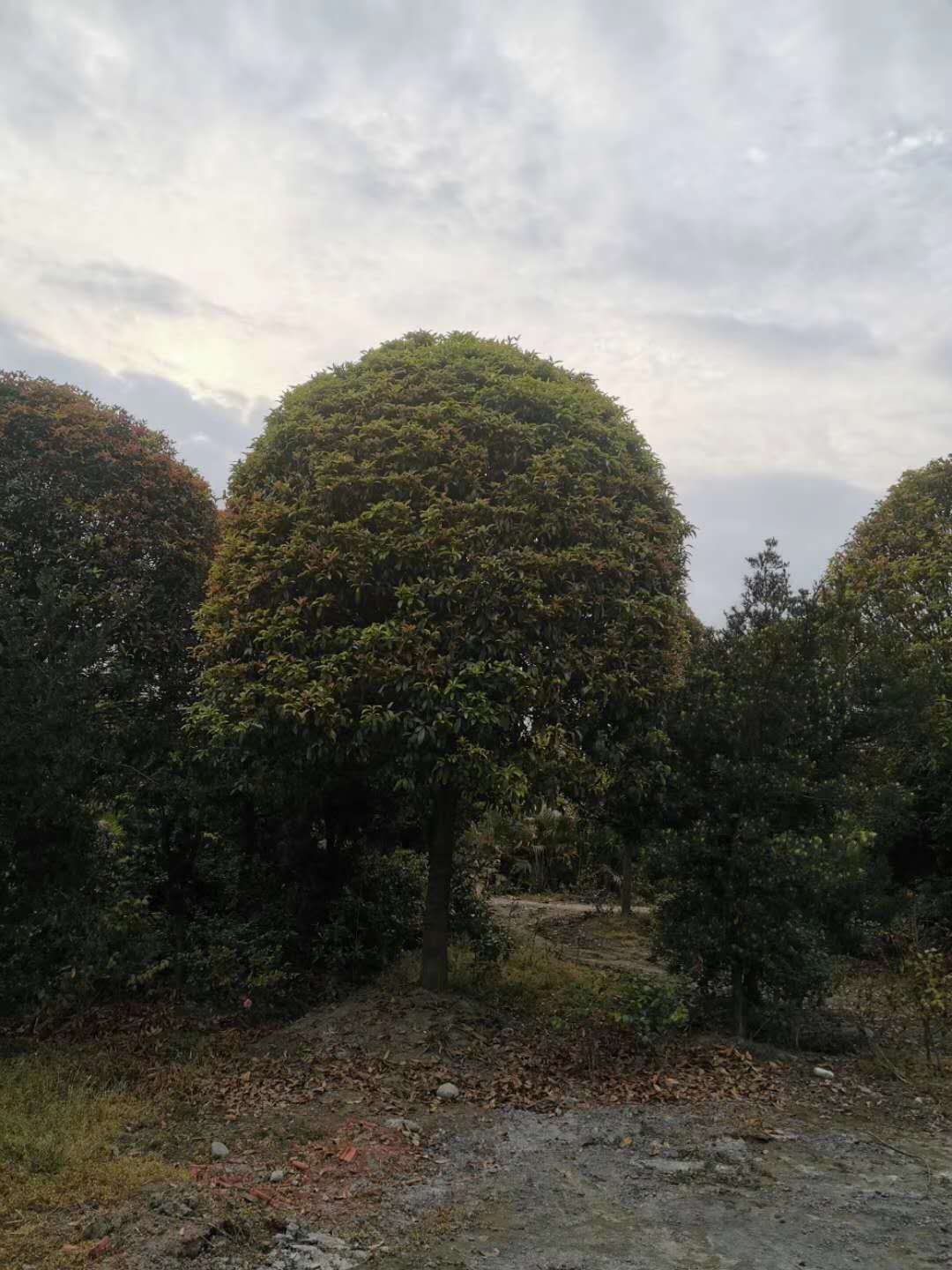 四川桂花绿化景观树批发零售供应