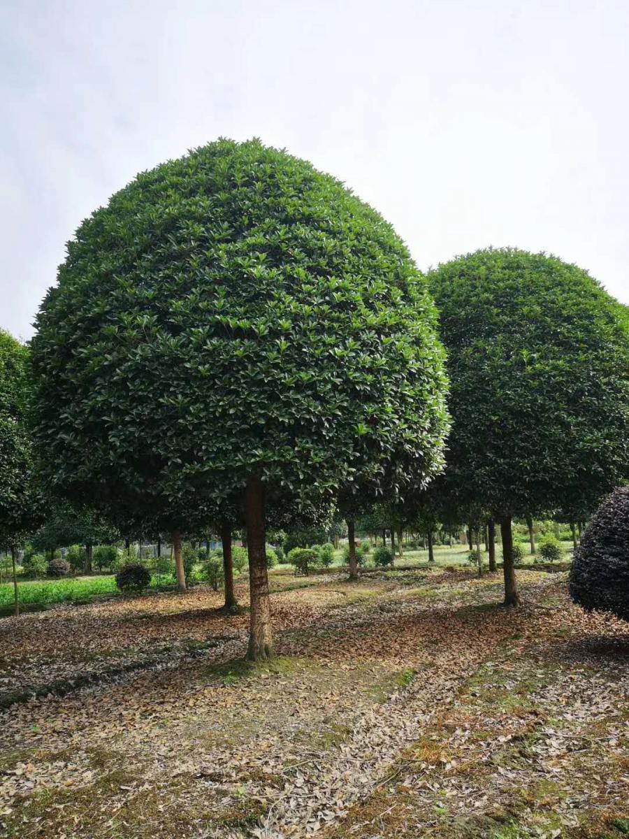 哪里有买桂花的 桂花景观树批发 桂花批发