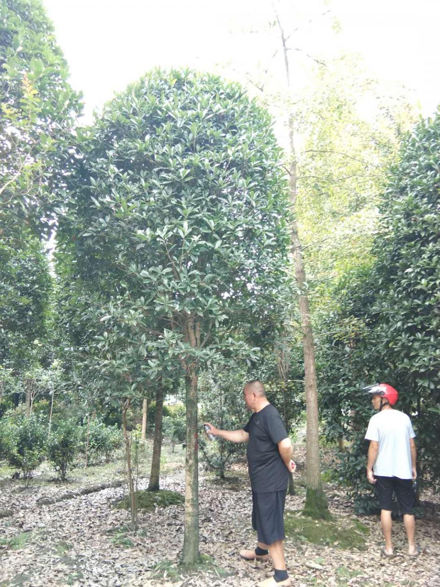 高杆桂花价格 高杆桂花绿化苗木  桂花好多钱一株