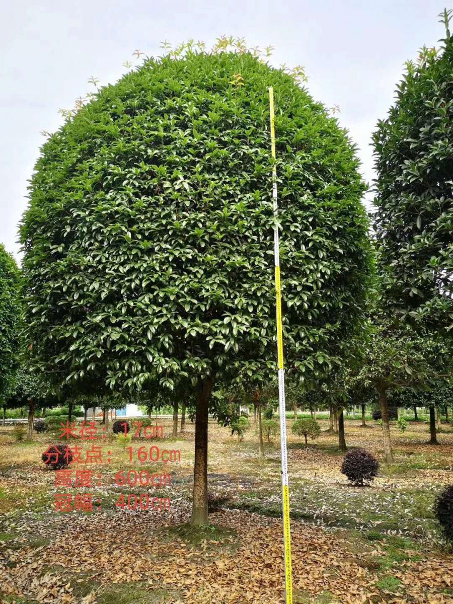 四川桂花批发 四川求购桂花树 四川桂花销售