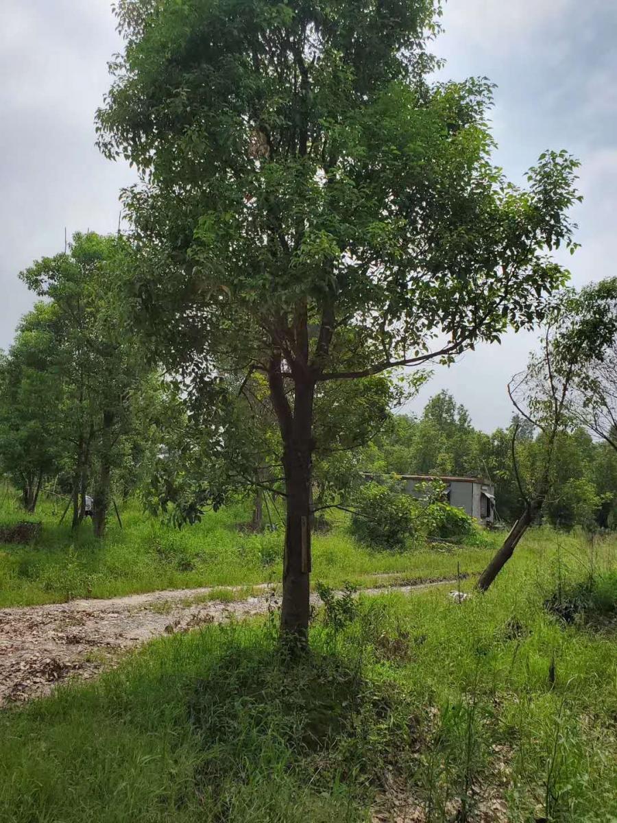 香樟30公分大规格苗木供应-香樟基地-香樟供应