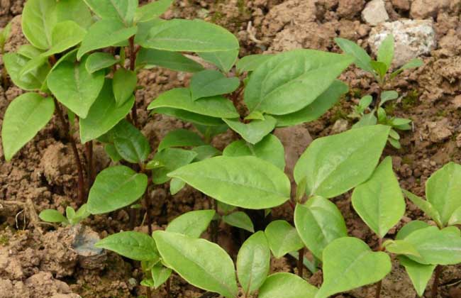 供应香樟苗和芳樟苗 玉林香樟和樟木苗产地