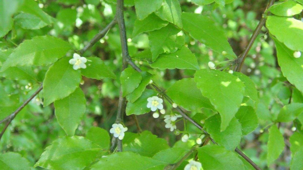 供应岗梅苗和岗梅根种子产地 玉林五指毛桃苗和鸡血藤苗介绍