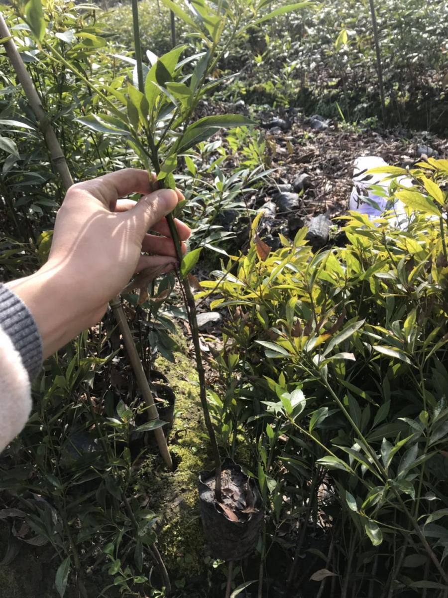 14公分小叶桢楠基地-小叶桢楠幼苗-小叶桢楠杯苗价格