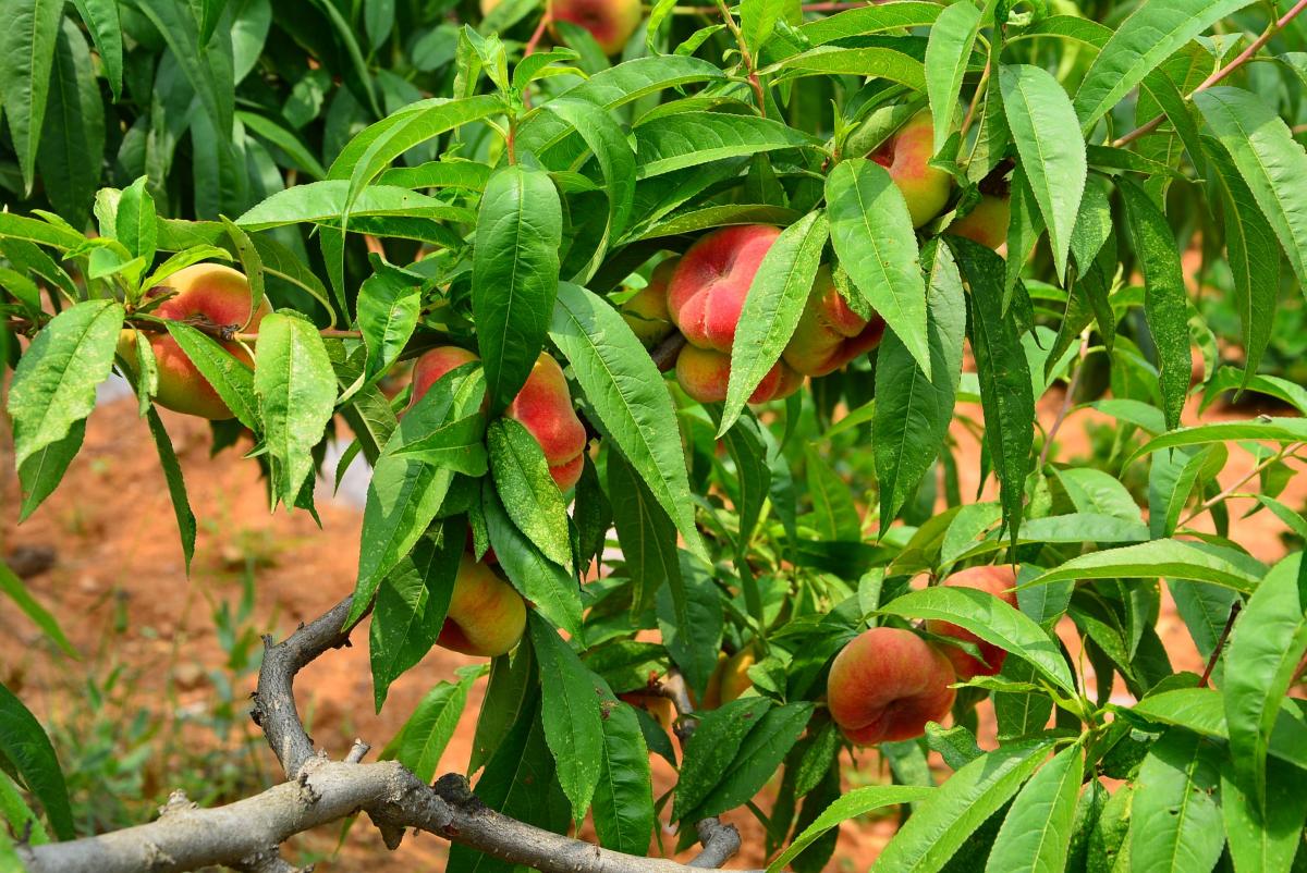 供应广西扁桃基地 扁桃苗和紫荆价格表