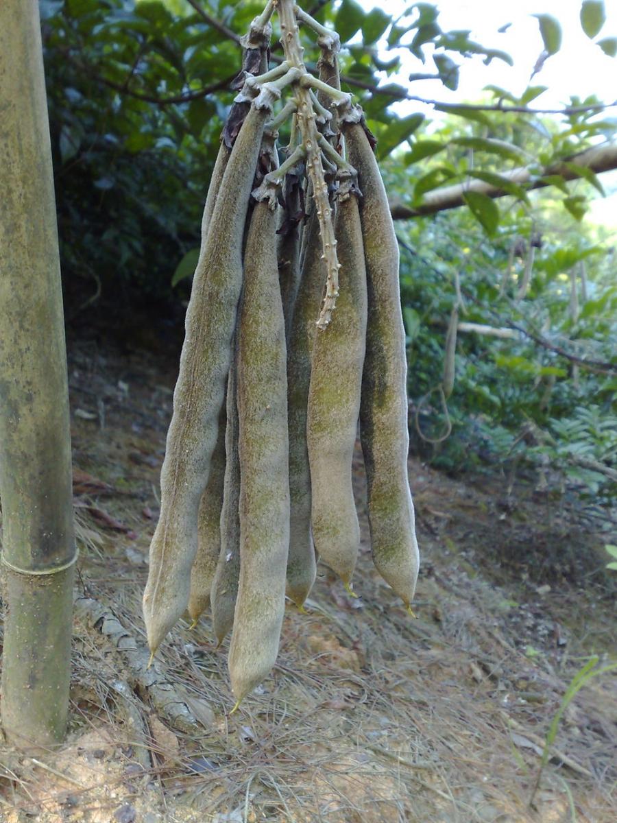 供应黄枝子苗和山豆根苗基地 广西山栀子苗与草果苗厂家