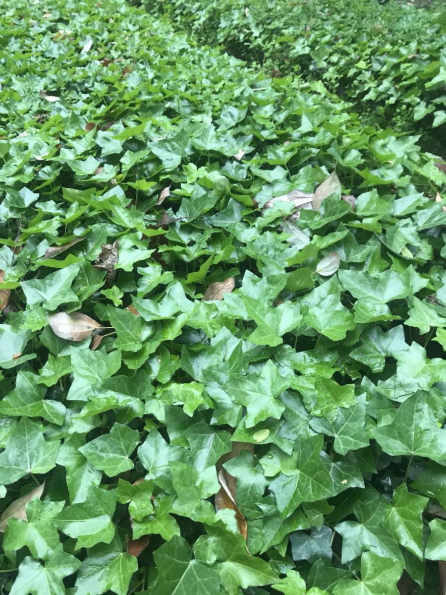 常青藤批发基地-重庆常青藤-湖北常青藤基地