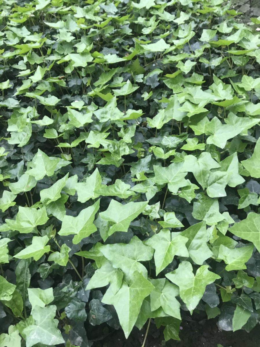 花叶漫长青基地-花叶漫长青杯苗-花叶漫长青价格