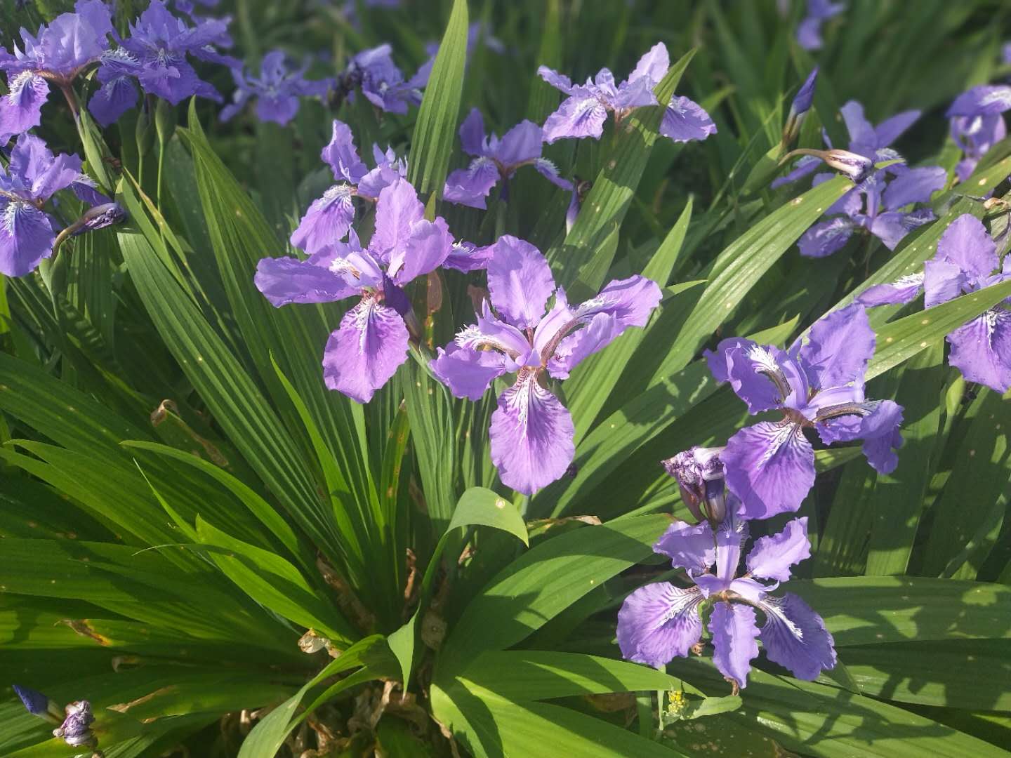 蓝花黄花-鸢尾四季常青绿化苗供应-鸢尾基地