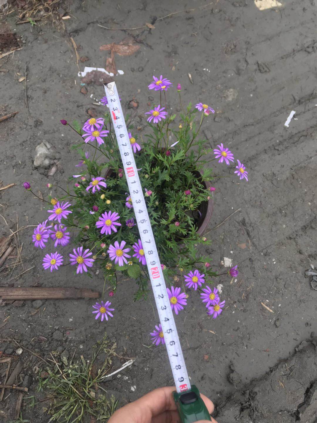 姬小菊工程苗-姬小菊基地-批发姬小菊