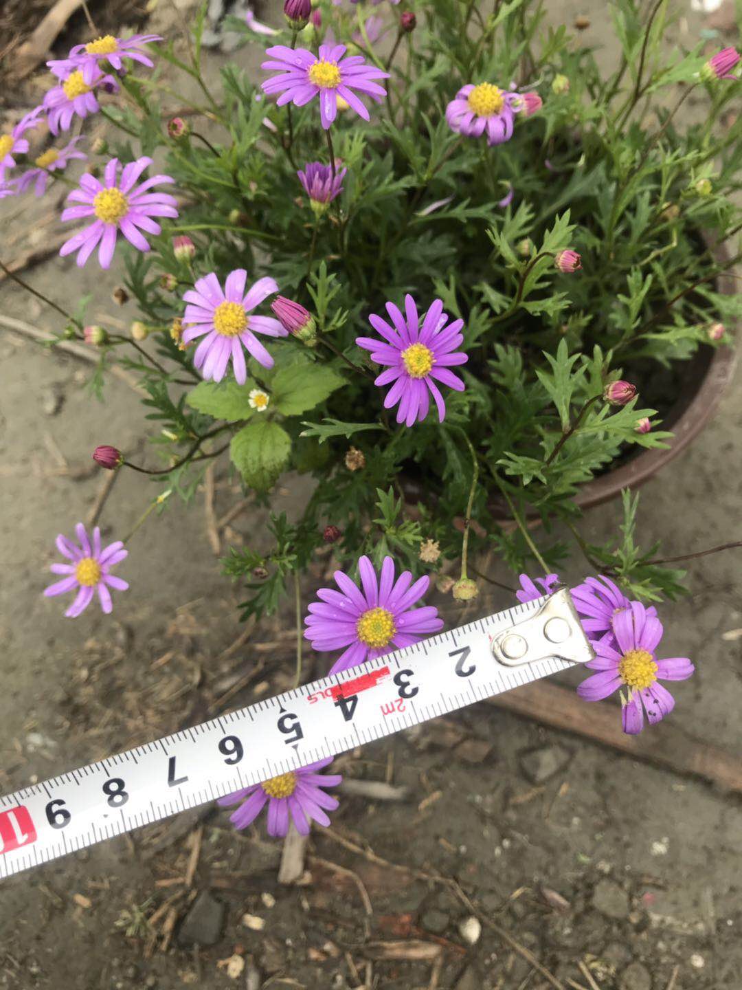姬小菊基地-姬小菊工程苗-贵州姬小菊基地